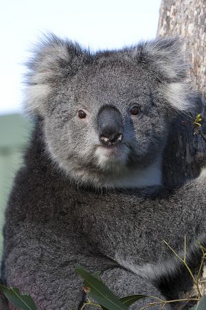 Koala 2.jpg
